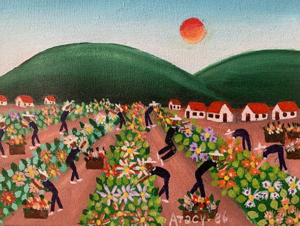 colheita de flores aracy